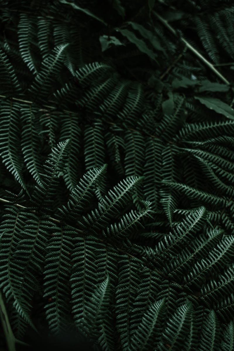 Close-up of lush fern foliage in the dense jungles of Honey, Puebla, Mexico.